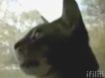 It's Super Dog/Duck/Cat!